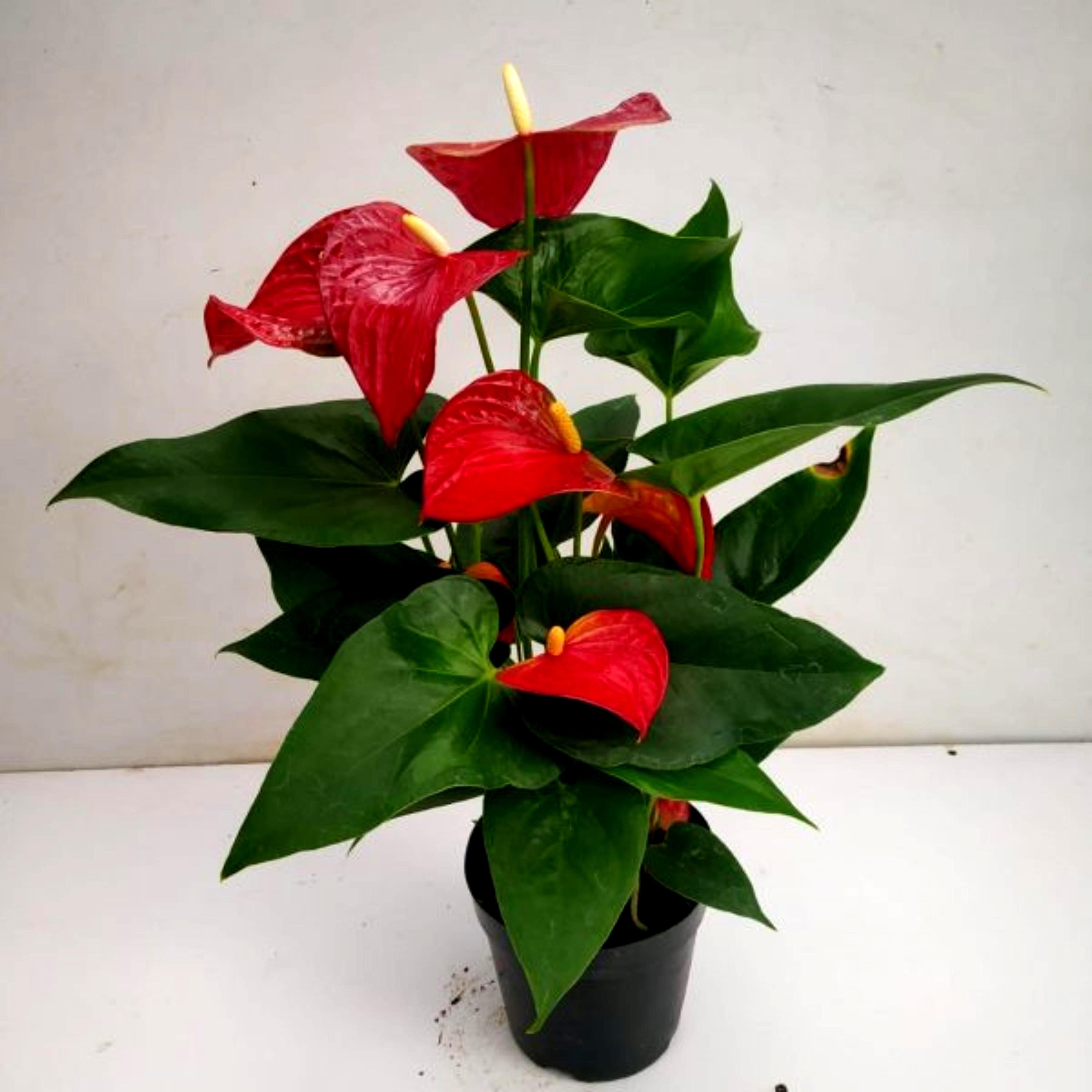 Anthurium seeds - Etsy 日本
