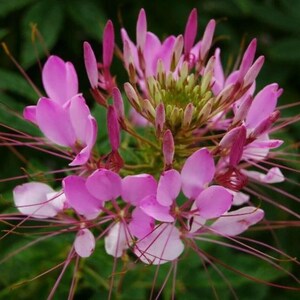 Puede incluir: Primer plano de una flor rosa y blanca con delicados pétalos y largos y finos estambres. La flor tiene un capullo central verde y se encuentra sobre un fondo verde borroso. El color de la flor varía del rosa claro a un magenta más intenso.