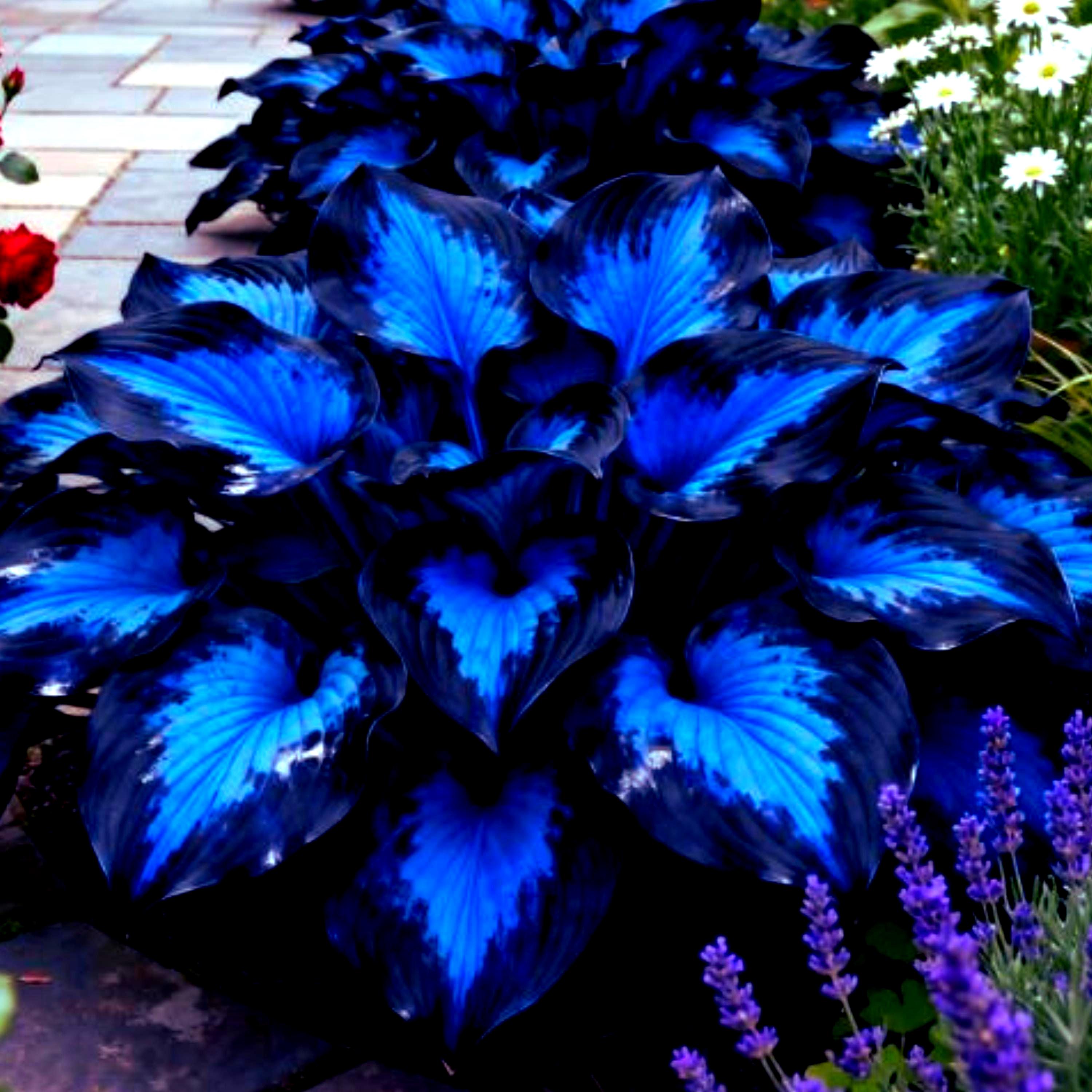4 Bulbi Di Hosta Resistenti Al Freddo E Alla Siccità – Pianta Perenne Da Ombra Con Fogliame Decorativo, Facile Da Coltivare In Giardino O Vaso