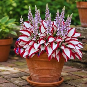 Semillas de Hosta 100 unidades – Flores perennes excepcionales para jardín de sombra