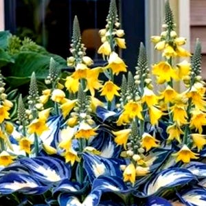 Semillas de hosta variegada exótica / Mezcla de hojas multicolor / Perenne resistente a la sombra para jardín