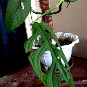 Burle Marx Flame Monstera Rooted,Rare Tropical Houseplant,Unique Indoor Plant