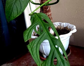 Monstera Burle Marx Flame Starter Plant (ALL STARTER PLANTS