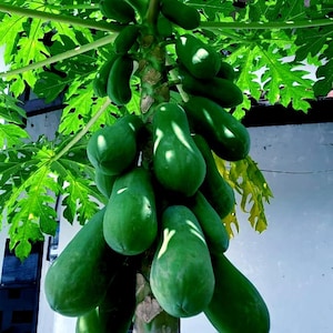 Papaya Seed Organic Sweet Tropical Fruit for Eating & Growing