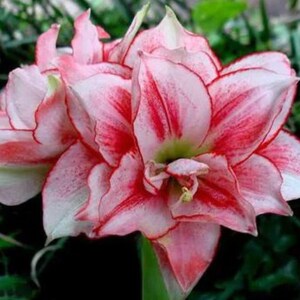 amaryllis seeds hippeastrum | amaryllis stargazer flower