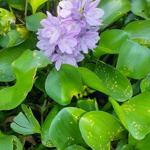 Könnte beinhalten: Ein Büschel hellvioletter Blüten mit gelben Zentren blüht inmitten leuchtend grüner, abgerundeter Blätter. Die Blätter haben eine glänzende Textur und sind mit gelben Punkten versehen, wodurch eine natürliche, aquatische Szene entsteht.