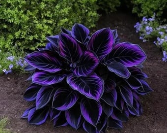 Nasiona funkii, byliny odporne na zimno, rośliny żywicielskie w kolorze fioletowo-czarnym, odpowiednie do ogrodów