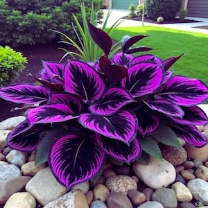Peut inclure: Une plante de Calathea vibrante avec de grandes feuilles ovales. Les feuilles présentent un motif saisissant de rayures violet foncé et magenta vif sur un fond sombre. La plante est entourée de pierres lisses et claires, avec de l'herbe verte et du feuillage en arrière-plan.