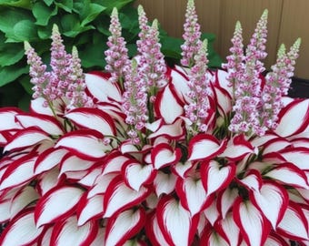 Hosta Seeds 25+ pcs – Rare Shade Garden Perennial Flowers