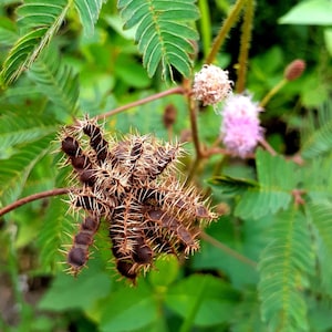 Semillas de mimosa pudica planta sensible