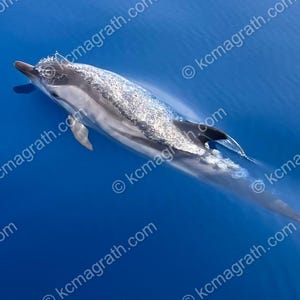 PRINTABLE small art photograph, digital download, Graceful Dolphin Swimming in Crystal Blue Ocean