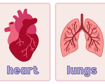 Human Body Organs Flash Cards: Kids' Anatomy Learning (Digital Download)