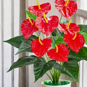 Könnte beinhalten: Topf-Anthurium mit leuchtend roten, herzförmigen Blüten und gelben Blütenkolben. Die Pflanze hat große, glänzende grüne Blätter. Der weiße Topf steht auf einem Holztisch.