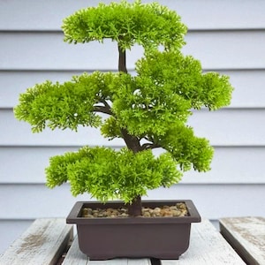 Può includere: Un piccolo bonsai artificiale con fogliame verde brillante e un tronco marrone scuro. L'albero è piantato in un vaso quadrato marrone scuro pieno di piccoli ciottoli. Il bonsai è esposto su una superficie di legno invecchiato contro uno sfondo grigio chiaro.