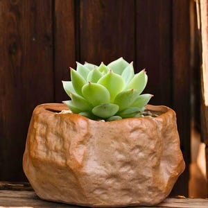 Puede incluir: Una planta suculenta verde claro con hojas de puntas rojas en una maceta de cerámica marrón con forma de roca. La maceta tiene una superficie texturizada y está sobre una superficie de madera. El fondo es una pared de madera marrón oscuro.