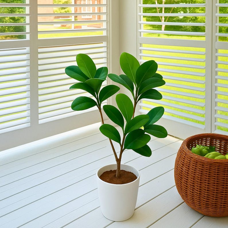 以下が含まれることがあります： 白い鉢に入った、鮮やかな緑の葉と茶色の茎を持つ小さな鉢植え。緑色の果物が入った編みかごが植物の隣にあります。白いブラインドと明るい窓を背景にしたシーンです。