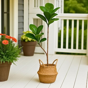 Puede incluir: Una planta de hojas verdes en una cesta tejida con dos asas. La planta tiene un tallo marrón y está colocada en una terraza de madera blanca. Otras plantas en macetas con flores naranjas y follaje verde están en el fondo.