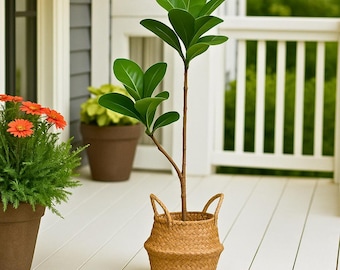 Tall Artificial Magnolia Plant – Realistic Faux Green Tree for Indoor & Outdoor Decor, Faux Magnolia, Large Faux Plant, Modern Garden Accent