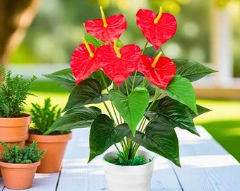 アンスリウム　交配種　ミシェル　ザラ　パピリラミナム　Anthurium _ 『 アンスリウム・ミシェル×ザラF3 by Urban Jungle