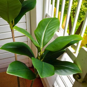 以下が含まれることがあります： 鮮やかな緑色の人工植物。大きく光沢のある葉があり、茶色の茎が特徴です。白い手すりの近くに配置されています。葉には目立つ中心静脈があり、植物のリアルさを高めています。