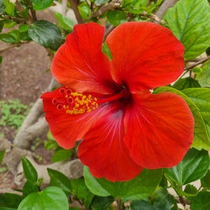 Tropical Hibiscus Blossom Set – Red Flower Photography Trio | Botanical Wall Art | Digital Prints