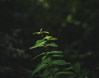Green Nature Print | Modern Minimalist Poster, Printable Wall Decor, Home Decor,