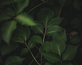 Green Nature Print | Modern Minimalist Poster, Printable Wall Decor, Home Decor
