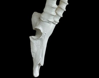 Blanco africano Blesbok Blesbuck Cráneo y cuernos réplica falsa Taxidermia cráneos cuernos Springbuck Interior Design