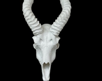 Cráneos de antílope indio Blackbuck Man Cave Taxidermy springbuck réplica falsa Taxidermy cráneos cuernos Interior Design Replica