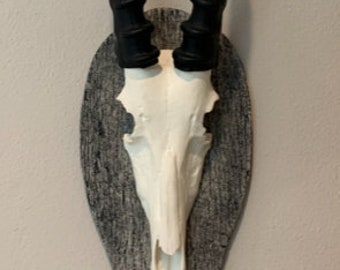 Blesbok africano Blesbuck Cráneo y cuernos réplica falsa Taxidermia cráneos cuernos Springbuck Interior Design