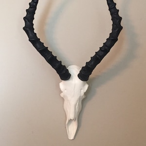 Deer Skull AFRICAN TROPHY Impala SKULL Impala Horns TAXIDERMY ANIMAL SKULL 