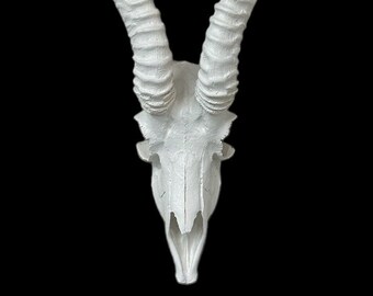 Springbok macho africano blanco Cráneo y cuernos réplica falsa Taxidermia cráneos cuernos Springbuck Interior Design