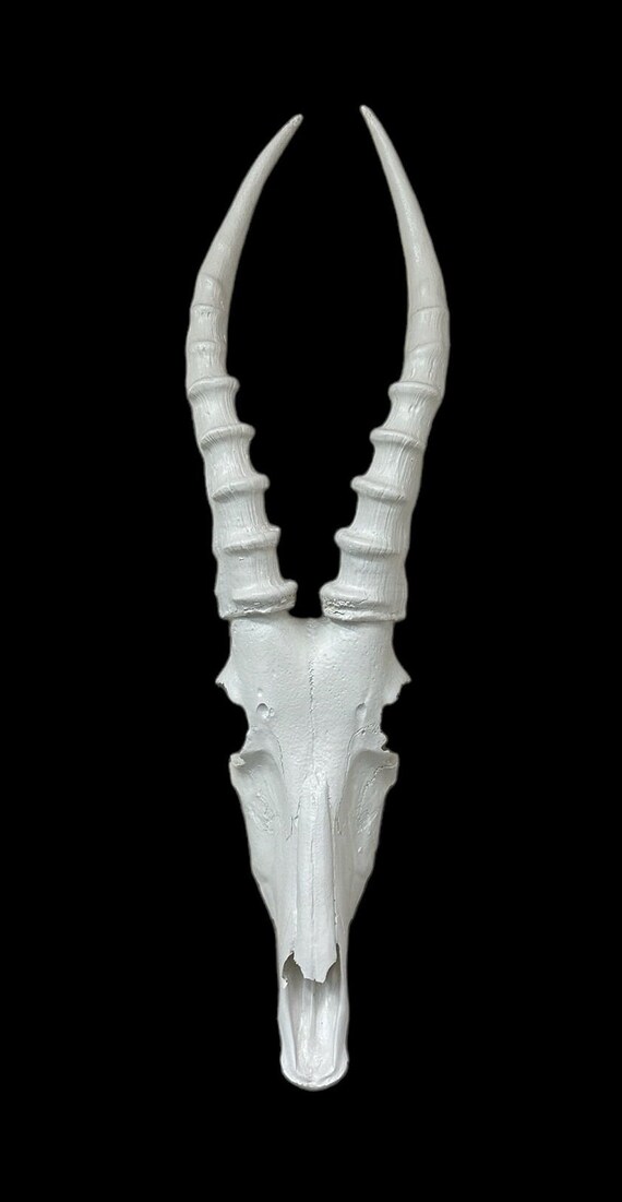 White African Blesbok Blesbuck Skull and Horns Faux Replica