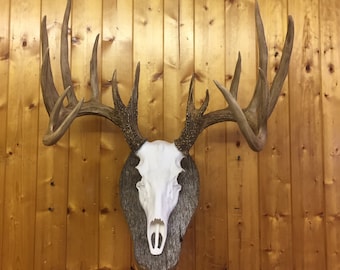 Ciervo-Cráneo-Montaje-Europeo-RÉPLICA-Taxidermia-de-alta-calidad, Imitación, Decoración de cabaña de troncos, Arte
