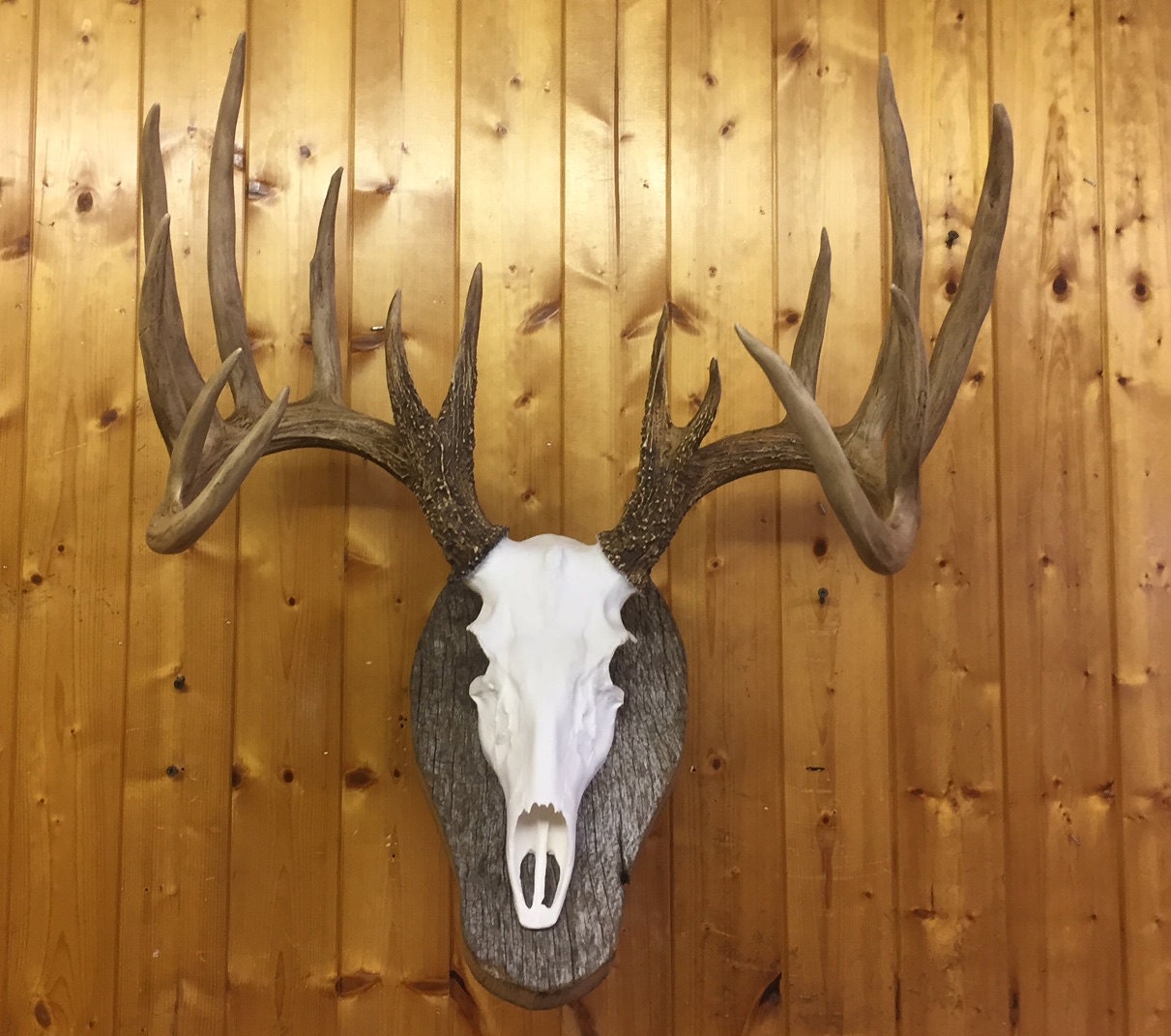 Deer-skull-european-mount-replica-high-quality-taxidermy ,faux