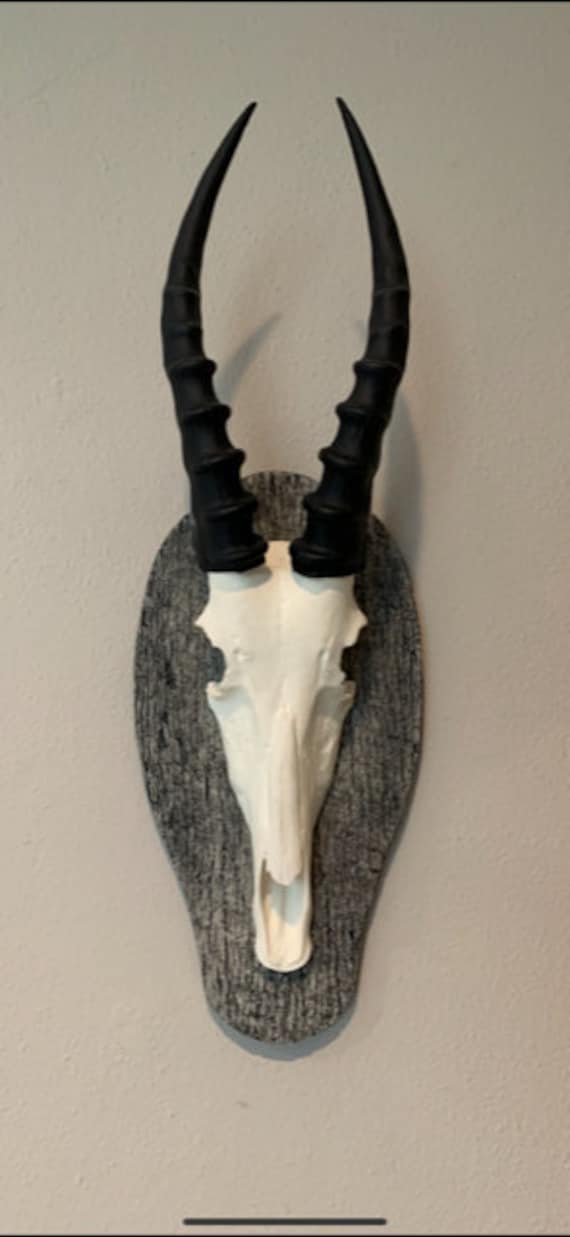 African Blesbok Blesbuck Skull and Horns Faux Replica Taxidermy