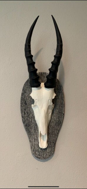 African Blesbok Blesbuck Skull and Horns Faux Replica Taxidermy