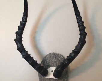 Cráneo de carnero impala africano/Montura/Cuernos/Antílope/Taxidermia Decoración de cabaña para el hogar