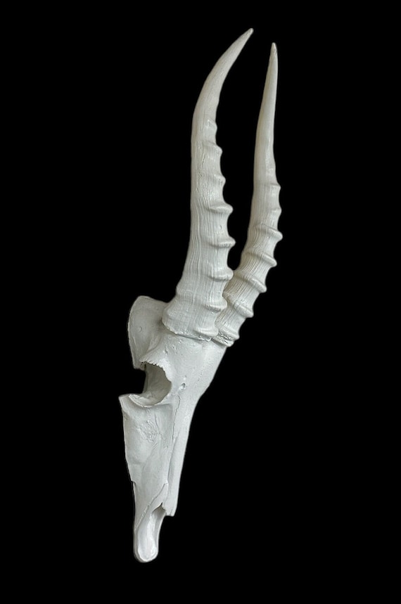 White African Blesbok Blesbuck Skull and Horns Faux Replica