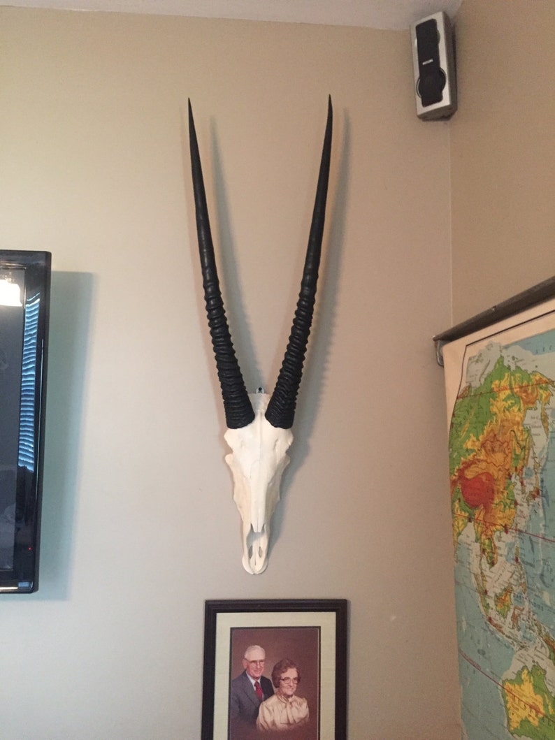 handgjord GEMSBOK OYRX skalle falsk replika taxidermiskallar gemsbockfäste horn afrikansk djurskalle inredning natur naturlig bild 4