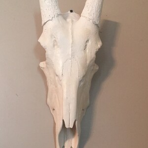 handgjord GEMSBOK OYRX skalle falsk replika taxidermiskallar gemsbockfäste horn afrikansk djurskalle inredning natur naturlig bild 5