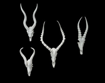 Gran exhibición de 4 calaveras falsas blackbuck, blesbok, springbok e impala Taxidermia springbuck réplicas de calaveras falsas cuernos Diseño de interiores