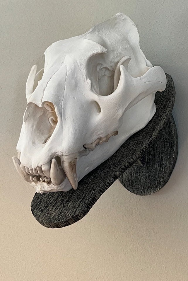 00s roen leopard skull レオパード スカル 骸骨 ジャージ LEOPARD SKULL PO– Roen Official Web Shop