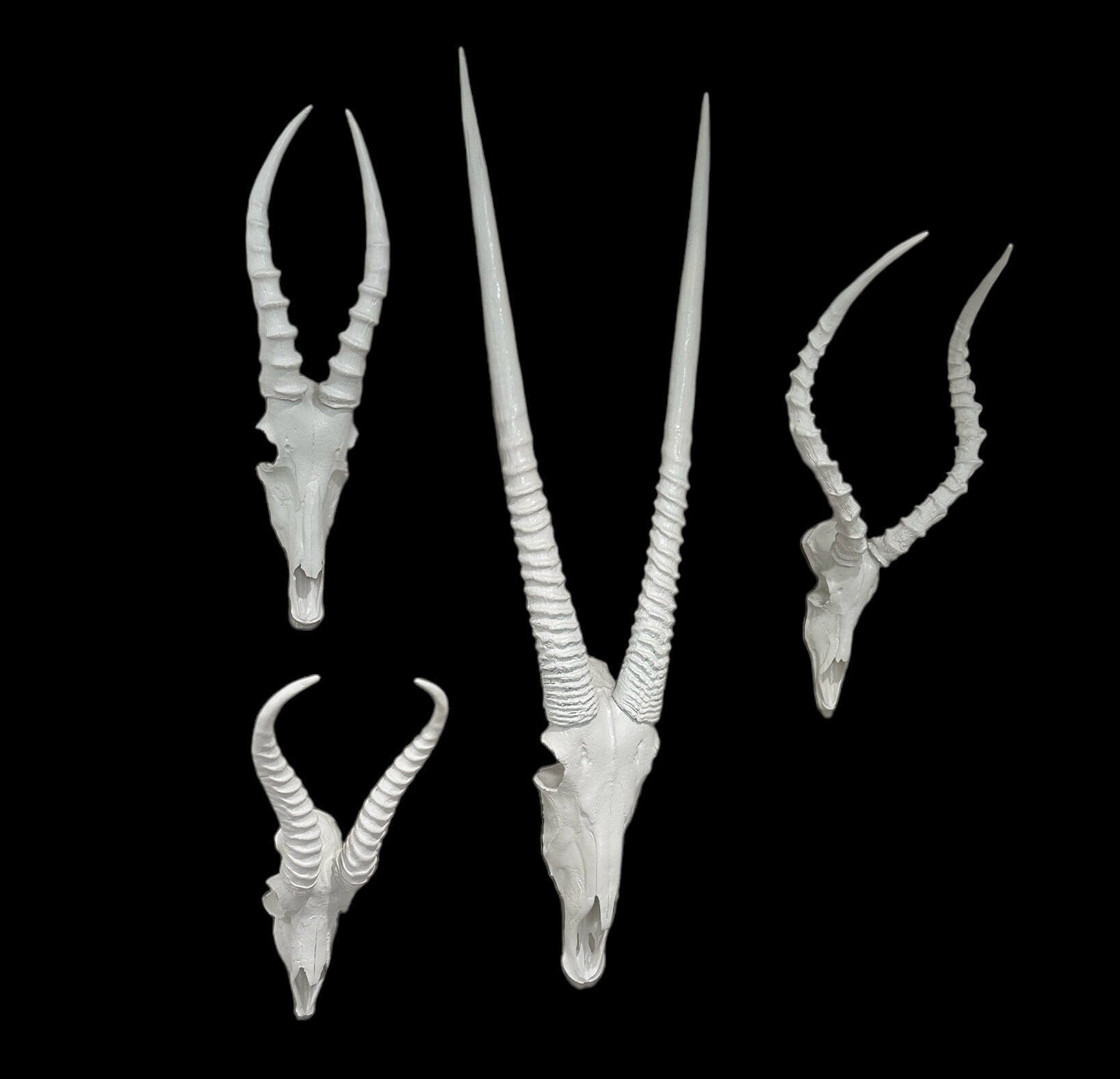 4つのアフリカの模造頭蓋骨の大きな展示。ジェムズボック 