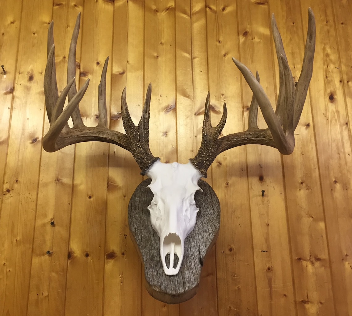 DeerSkullEuropeanMountREPLICAHighQualityTaxidermy Etsy