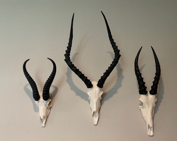 africa impala skull faux replica Taxidermy skulls european mount african horns 