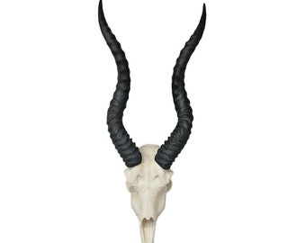 Blackbuck Indian antelope skulls Man Cave Taxidermy springbuck faux replica Taxidermy skulls horns  Interior Design Replica