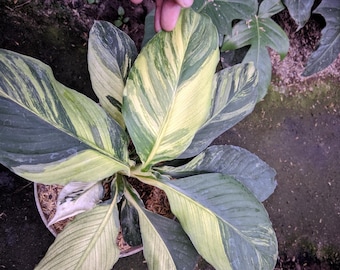 Real Pict Spathipillum Sensation Manaloa Variegated Lush Leave Very Beauty