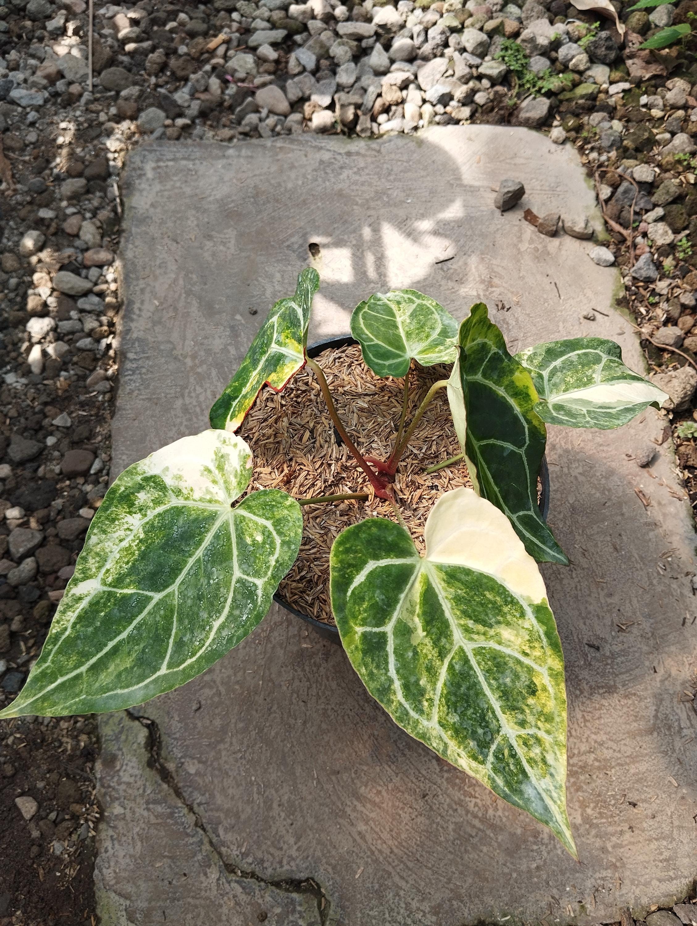 アンスリウム・クリスタリナム斑入り6輪実写真 - Etsy 日本