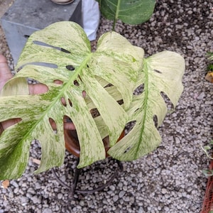 Op de afbeelding: Close-up van bonte Monstera deliciosa bladeren. De bladeren zijn een mix van groen en crèmewit, met de karakteristieke vensters of gaten. De plant staat in een bruine pot en de achtergrond is een grindoppervlak.